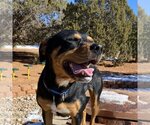 Small Photo #13 Rottweiler-Unknown Mix Puppy For Sale in Kanab, UT, USA