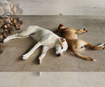 Small #2 Labrador Retriever Mix
