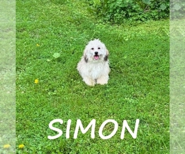Medium Photo #2 Shih-Poo Puppy For Sale in HARTLAND, MN, USA