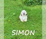 Small #1 Shih-Poo