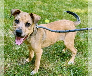 Catahoula Leopard Dog Dogs for adoption in GILBERTS, IL, USA