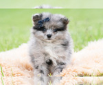 Small Photo #45 Pomeranian Puppy For Sale in WARSAW, IN, USA