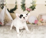 Small Photo #9 French Bulldog Puppy For Sale in WARSAW, IN, USA