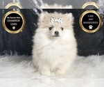Small #4 Pomeranian