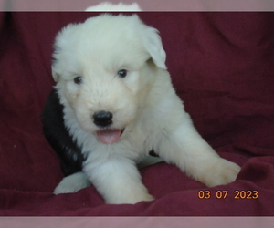 Old English Sheepdog Puppy for sale in GRANDVIEW, MO, USA
