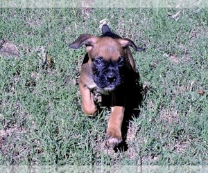 Boxer Puppy for Sale in CHESNEE, South Carolina USA