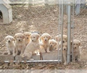 Golden Retriever Dog for Adoption in BELMONT, North Carolina USA