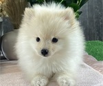 Small #1 Pomeranian