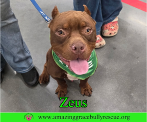 American Bulldog-Unknown Mix Dogs for adoption in Milton, FL, USA