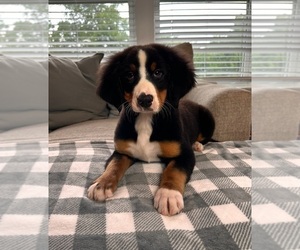 Bernese Mountain Dog Puppy for sale in INDIANAPOLIS, IN, USA