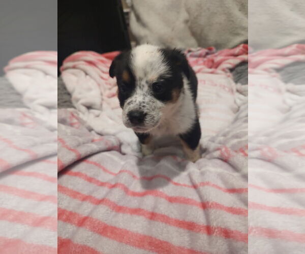 Medium Photo #1 Bernese Mountain Dog-Red Heeler Mix Puppy For Sale in The Woodlands, TX, USA