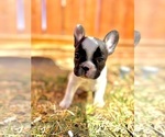 Small #2 French Bulldog