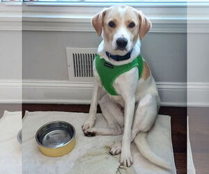 Labrador Retriever-Treeing Walker Coonhound Mix Dogs for adoption in St. Louis Park, MN, USA