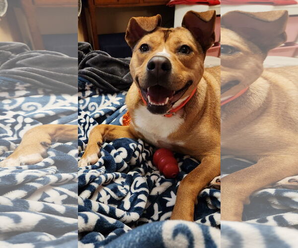 Medium Photo #8 Labrador Retriever-Unknown Mix Puppy For Sale in Doylestown, PA, USA