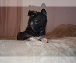 Small Photo #3 Alaskan Malamute-German Shepherd Dog Mix Puppy For Sale in WHITE CITY, OR, USA