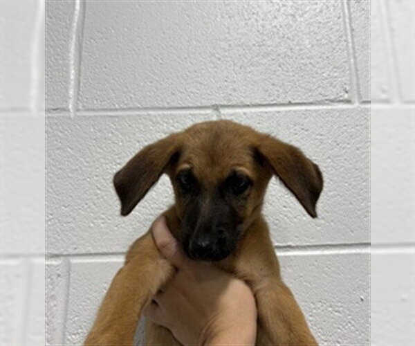 Medium Photo #1 German Shepherd Dog Puppy For Sale in Temple, TX, USA