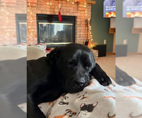 Medium Photo #9 Mutt Puppy For Sale in Belleville, MI, USA