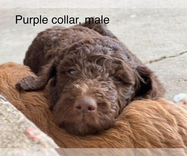 Medium Photo #2 Goldendoodle Puppy For Sale in LITTLETON, CO, USA