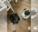 Small #8 Pug
