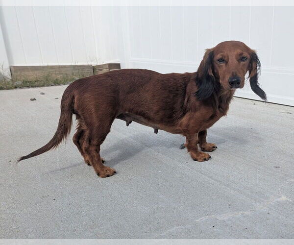 Medium Photo #7 Dachshund Puppy For Sale in Shelbyville, TN, USA