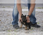 Small Photo #9 German Shepherd Dog Puppy For Sale in ALBUQUERQUE, NM, USA