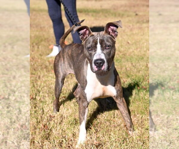 Medium Photo #1 Mutt Puppy For Sale in Glen Allen, VA, USA