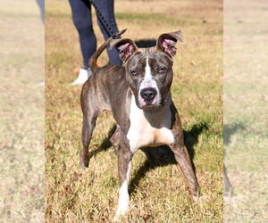 Mutt Dogs for adoption in Glen Allen, VA, USA