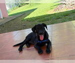 Small #3 Labrador Retriever Mix