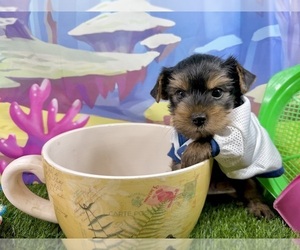 Yorkshire Terrier Puppy for sale in CASSVILLE, MO, USA