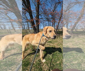 Reggie - Male Labrenees Dog for Adoption - Photo #3