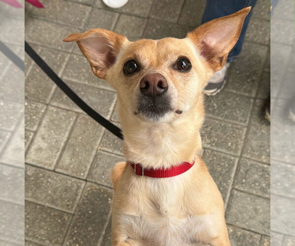 Medium Photo #14 Chihuahua-Unknown Mix Puppy For Sale in Canton, CT, USA
