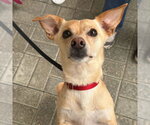 Small #13 Chihuahua Mix