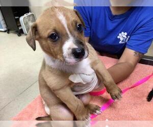 German Shepherd Dog-Unknown Mix Dogs for adoption in Riverside, CA, USA