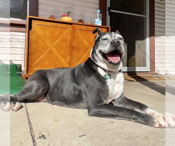 Medium Photo #3  Puppy For Sale in , 