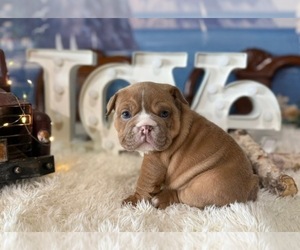 English Bulldog Puppy for sale in OOLOGAH, OK, USA