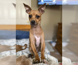 Chihuahua-Unknown Mix Dogs for adoption in Cranston, RI, USA