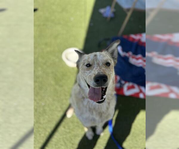 Medium Photo #2 Mutt Puppy For Sale in Chula Vista, CA, USA