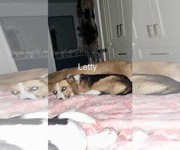 Medium Photo #2 Beagle-Unknown Mix Puppy For Sale in Wakefield, RI, USA