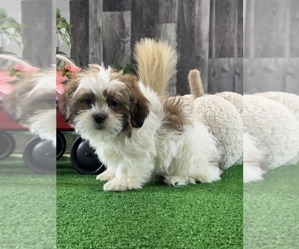 Medium Photo #4 Shih Tzu Puppy For Sale in CANOGA, NY, USA