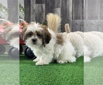 Small #3 Shih Tzu