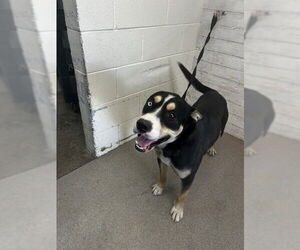 Siberian Husky-Unknown Mix Dogs for adoption in San Bernardino, CA, USA