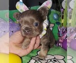 Small Photo #1 French Bulldog Puppy For Sale in BOSTON, KY, USA