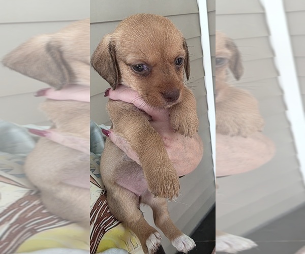 Medium Photo #3 Dachshund-Shorkie Tzu Mix Puppy For Sale in WILMINGTON, NC, USA