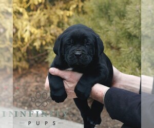 Cane Corso Puppy for sale in LANCASTER, PA, USA
