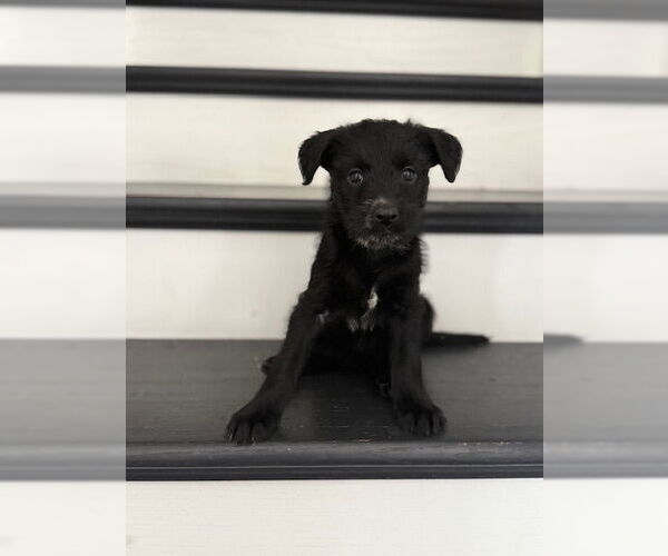 Medium Photo #1 Poodle (Standard)-Unknown Mix Puppy For Sale in Plainfield, IL, USA