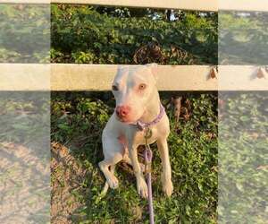 Medium American Pit Bull Terrier-American Staffordshire Terrier Mix
