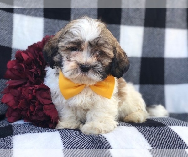 Medium Photo #10 Zuchon Puppy For Sale in LAKELAND, FL, USA