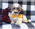 Small Photo #10 Zuchon Puppy For Sale in LAKELAND, FL, USA
