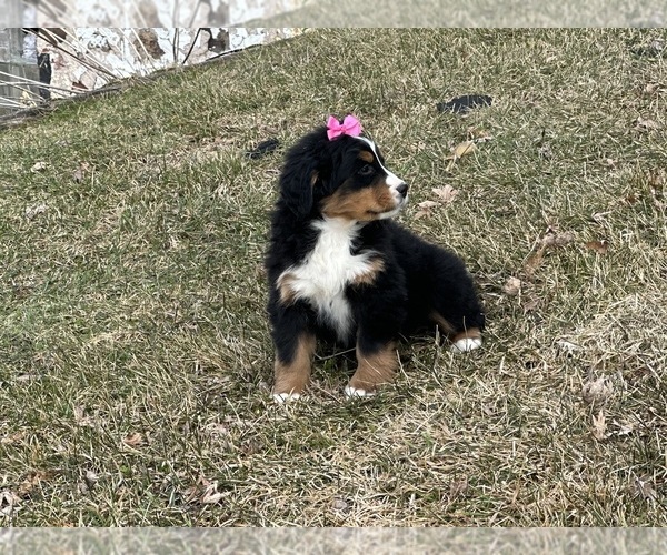 Medium Photo #10 Bernese Mountain Dog Puppy For Sale in ATHENS, WI, USA