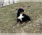Small #9 Bernese Mountain Dog